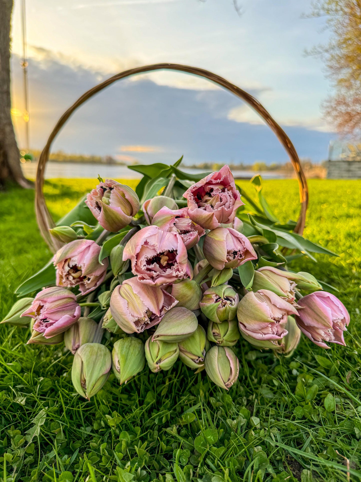 Mother’s Day Specialty Tulip Bouquet