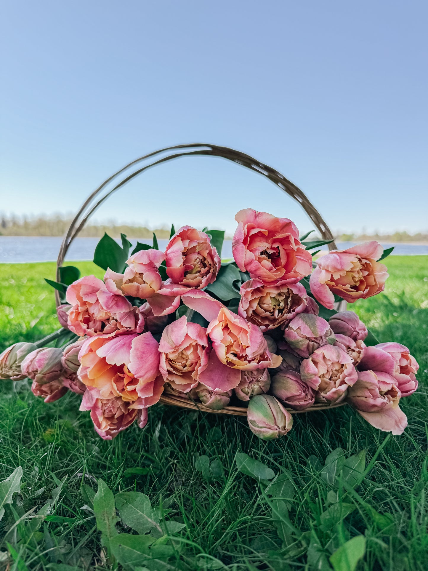 COMING SOON - Mother’s Day Specialty Tulip Bouquet