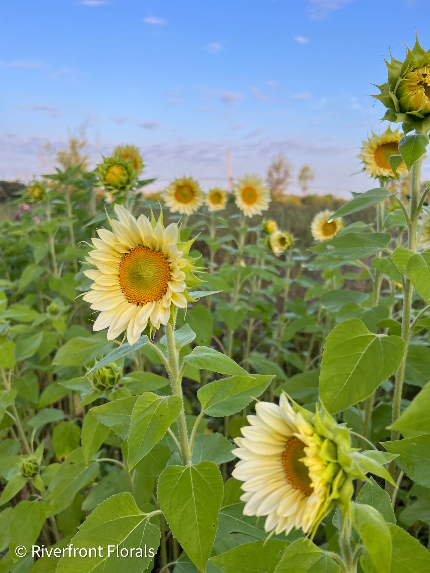 ‘Procut White Lite’ Sunflower Seeds