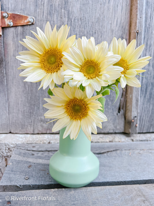 ‘Procut White Lite’ Sunflower Seeds