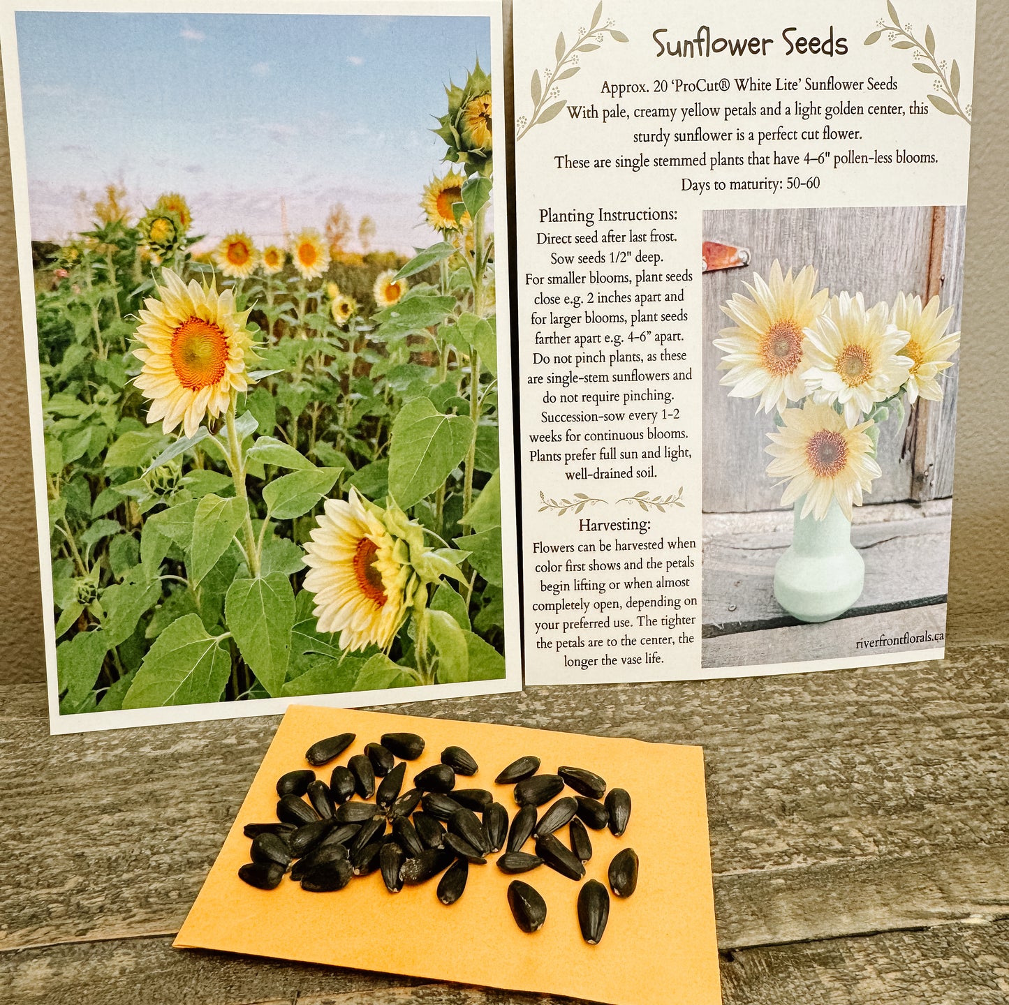 ‘Procut White Lite’ Sunflower Seeds
